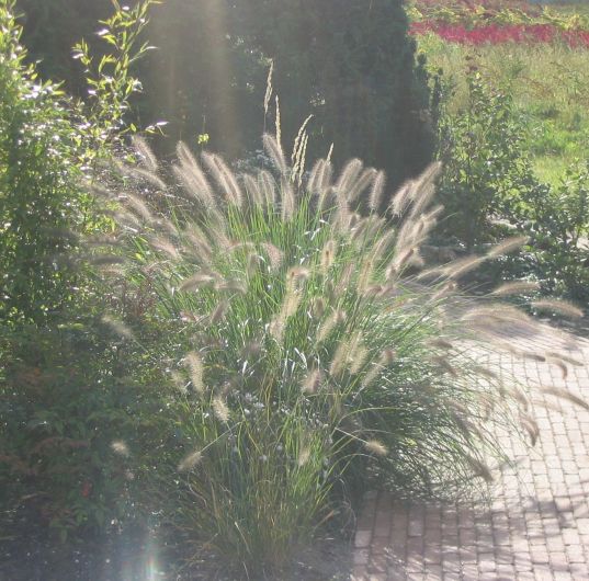Pennisetum alopecuroides , 5 oktober 2003
